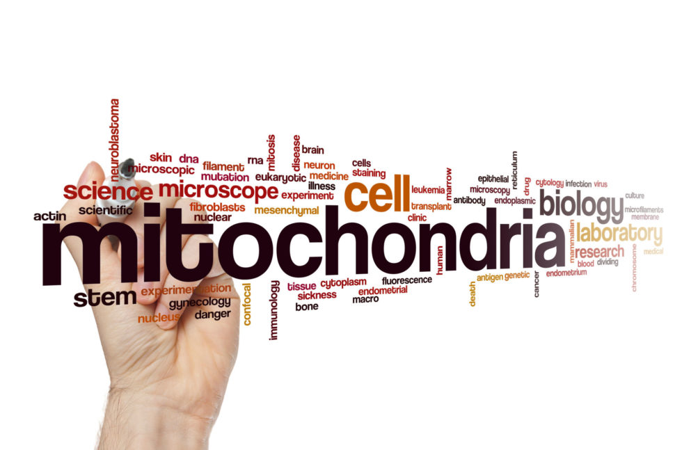 mitochondriak mitochondria jaroslav lachký spoznaj svoju biológiu