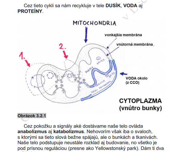 Jaroslav lachký mitochondria matrix kvantová biológia cirkadiálna biológia ATP energia svaly tréning