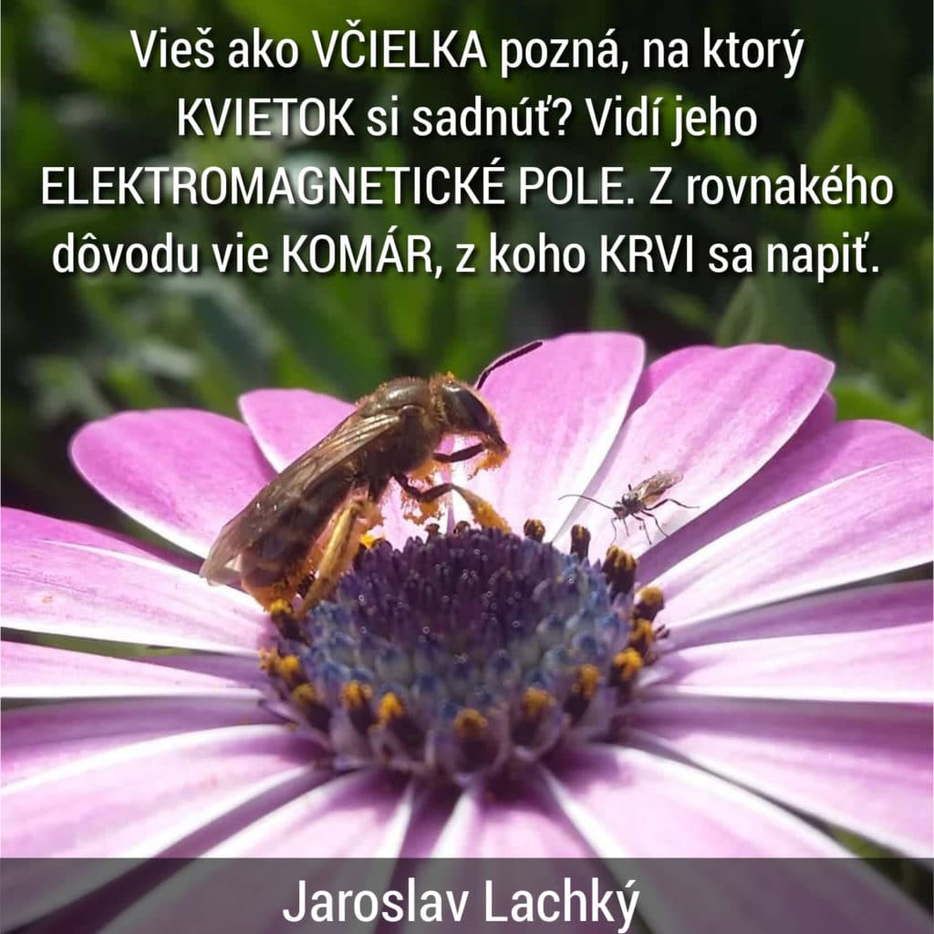 Jaroslav lachký včela UV svetlo cirkadiálny rytmus SCN