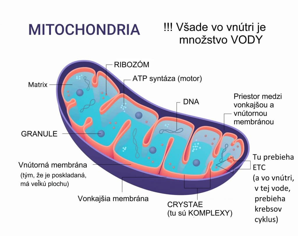 mitochondria krebsov cyklus
