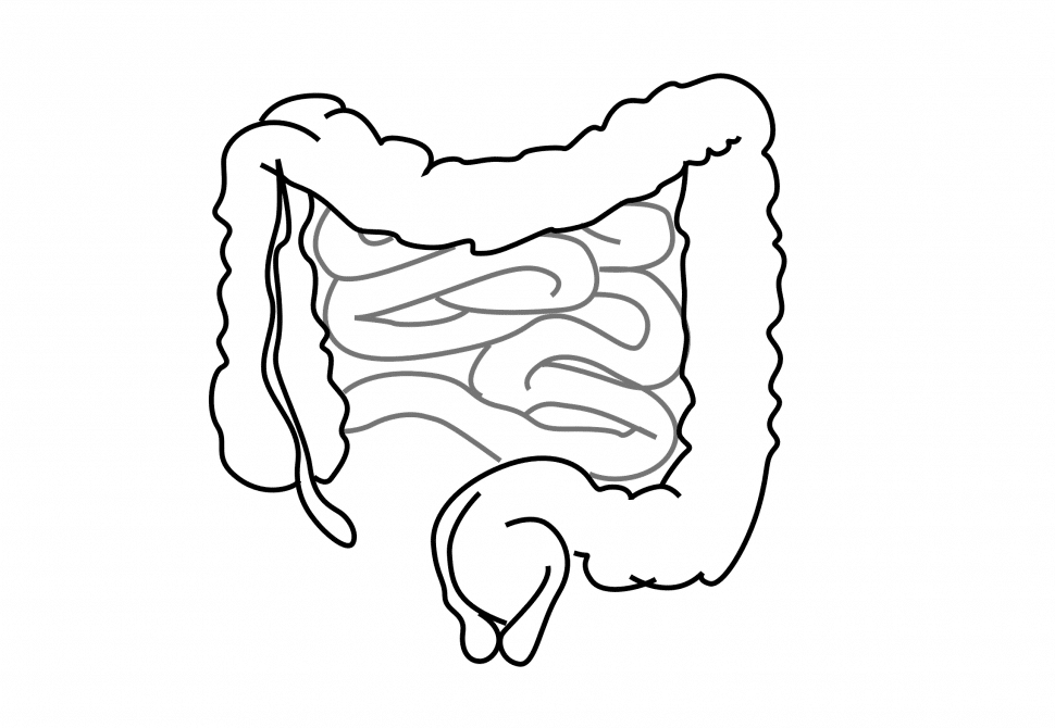 Črevo a mozog #9 Skrátené črevo a apendix