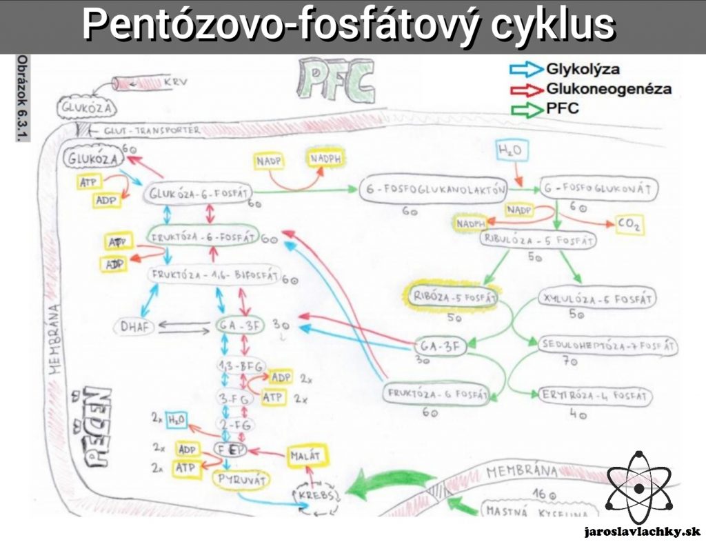 Pentózový cyklus - ilustrácia Jaroslav Lachký