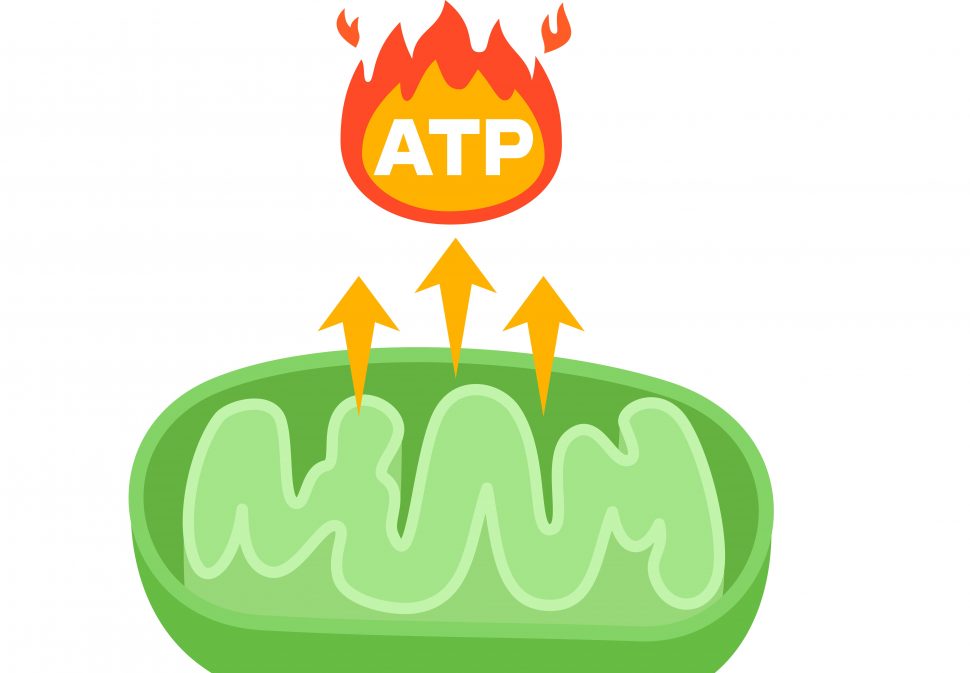KB #8 Sodno Draselna pumpa alias dôkaz prečo ATP nie je zdrojom energie