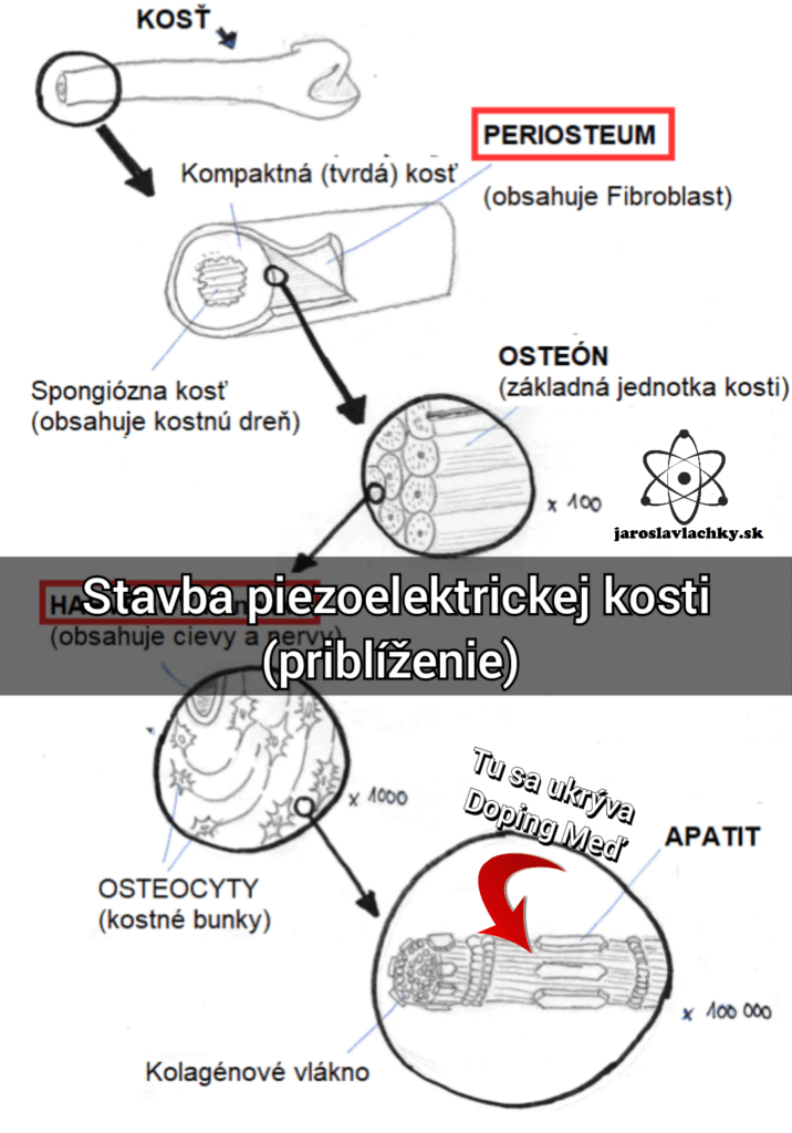 Ilustrácia kosti - polovodič