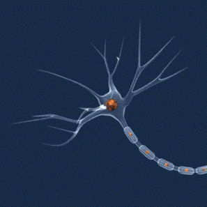 Regeneračný jedmosmerný elektrický prúd neurónu pod myelínom,