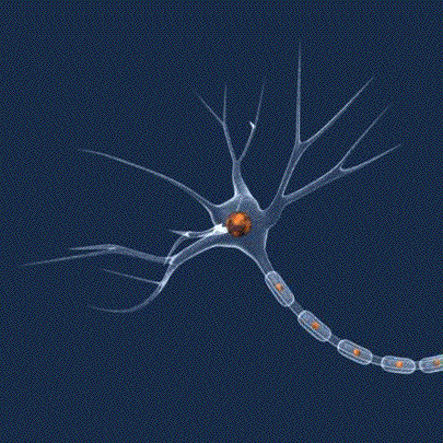 Regeneračný jedmosmerný elektrický prúd neurónu pod myelínom,