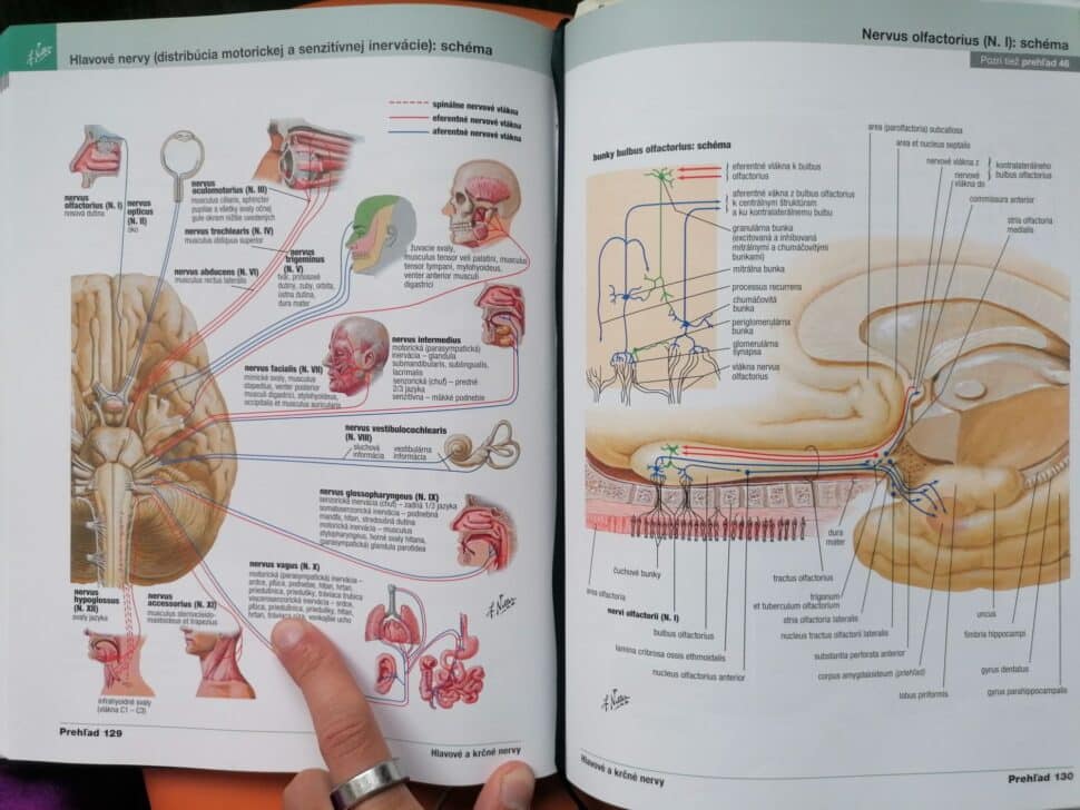 Netterov atlas, anatómia ľudského tela a mozog a kranialne hlavové nervy by Jaroslav Lachký