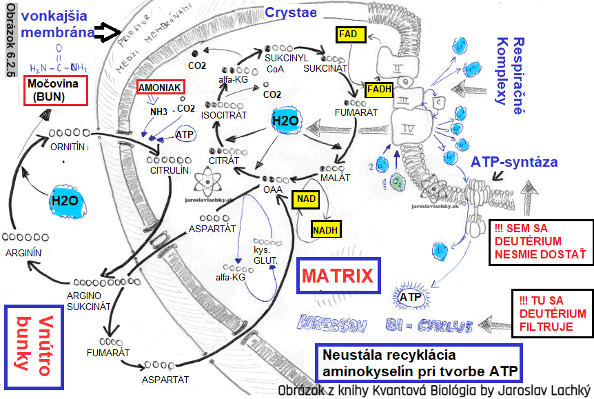 Matrix #4 Krebsov bicyklus by Jaroslav Lachky z knihy Kvantová Biológia, Mitochondriak