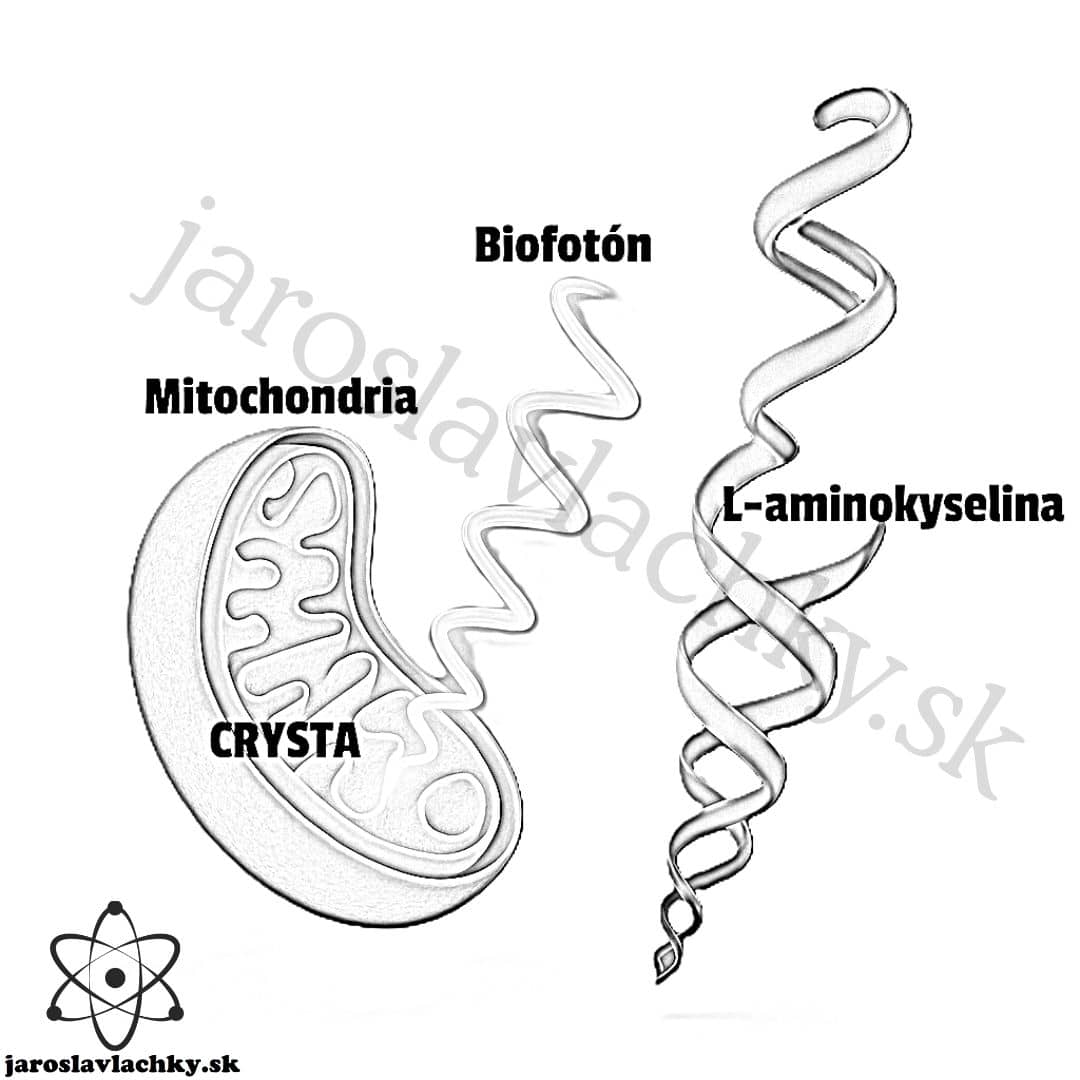Chiralita #1 Čo je Chiralita, obrázok Mitochondria tvori biofotón a L aminokyselin ilustrácia by Jaroslav Lachký