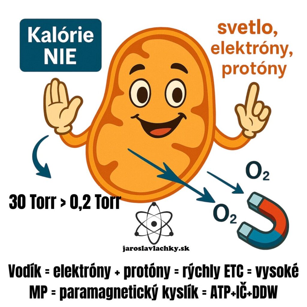Prečo kalórie nefungujú a čo riadi energiu tela (skutočná termodynamika), Blog by jaroslav Lachký
