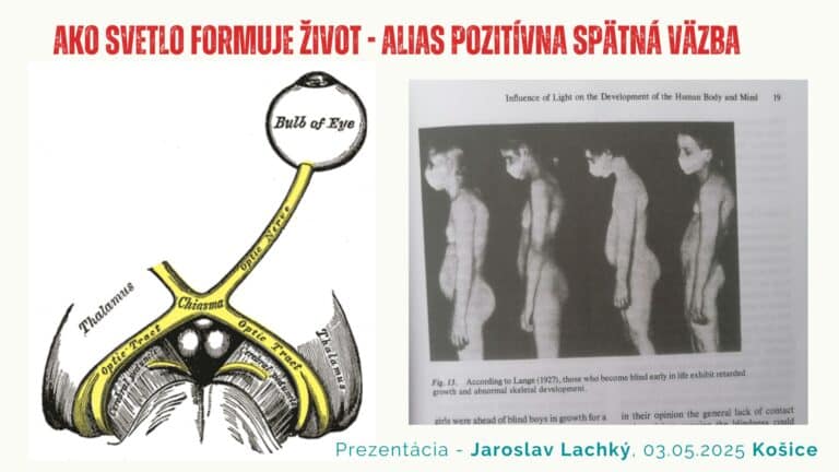 SCN, suprachiasmatické jadro, optický chiasmus a Vitalfest by Jaroslav Lachký